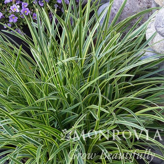 Liriope muscari 'Silvery Sunproof' ~ Monrovia® Silvery Sunproof Lilyturf-ServeScape