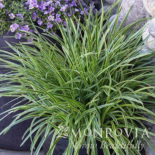 Liriope muscari 'Silvery Sunproof' ~ Monrovia® Silvery Sunproof Lilyturf-ServeScape