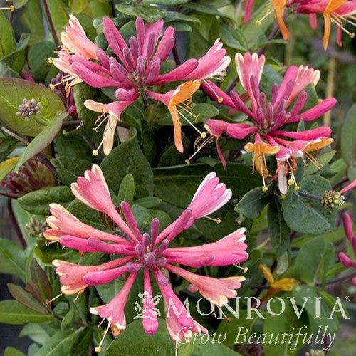 Lonicera × heckrottii 'Goldflame' ~ Monrovia® Goldflame Honeysuckle-ServeScape