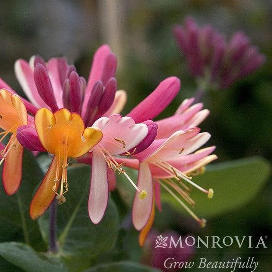 Lonicera × heckrottii 'Goldflame' ~ Monrovia® Goldflame Honeysuckle-ServeScape