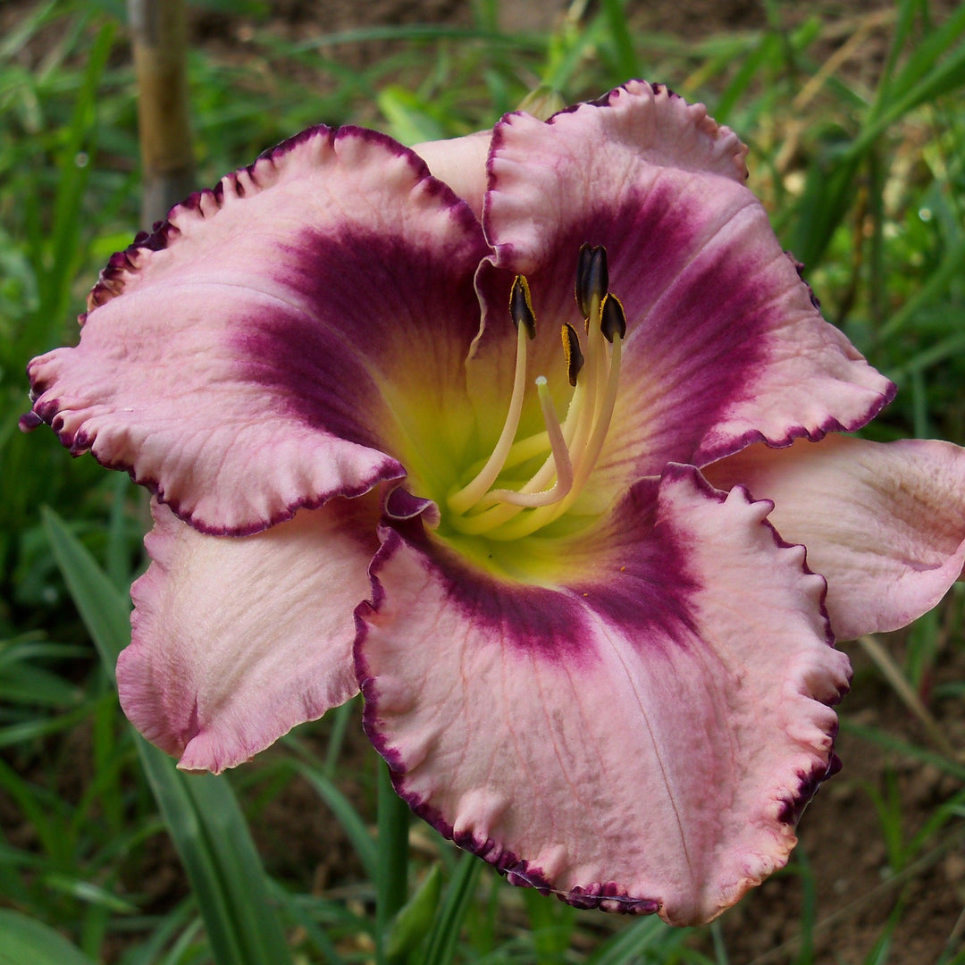 Hemerocallis 'Macbeth' ~ Macbeth Daylily-ServeScape
