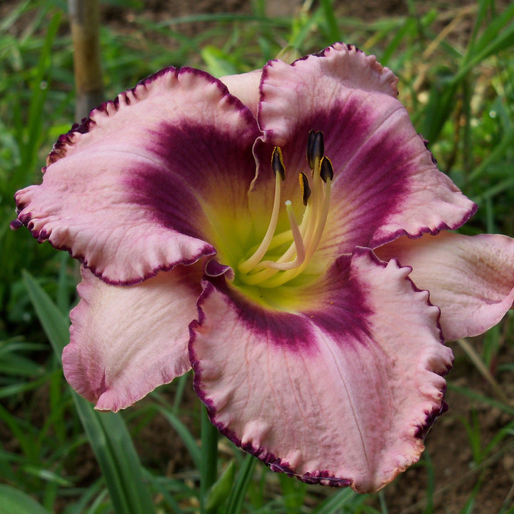 Hemerocallis 'Macbeth' ~ Macbeth Daylily-ServeScape