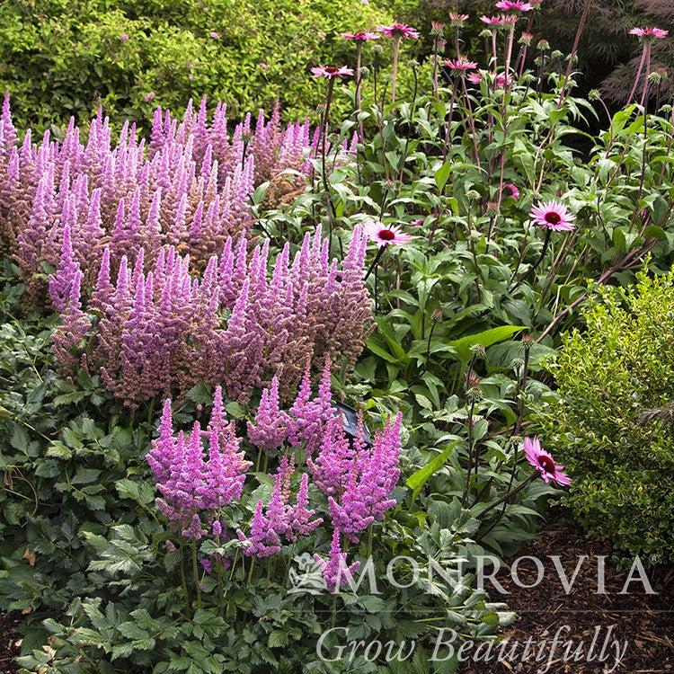 Astilbe chinensis 'Vision in Pink' ~ Monrovia® Vision in Pink Chinese Astilbe-ServeScape