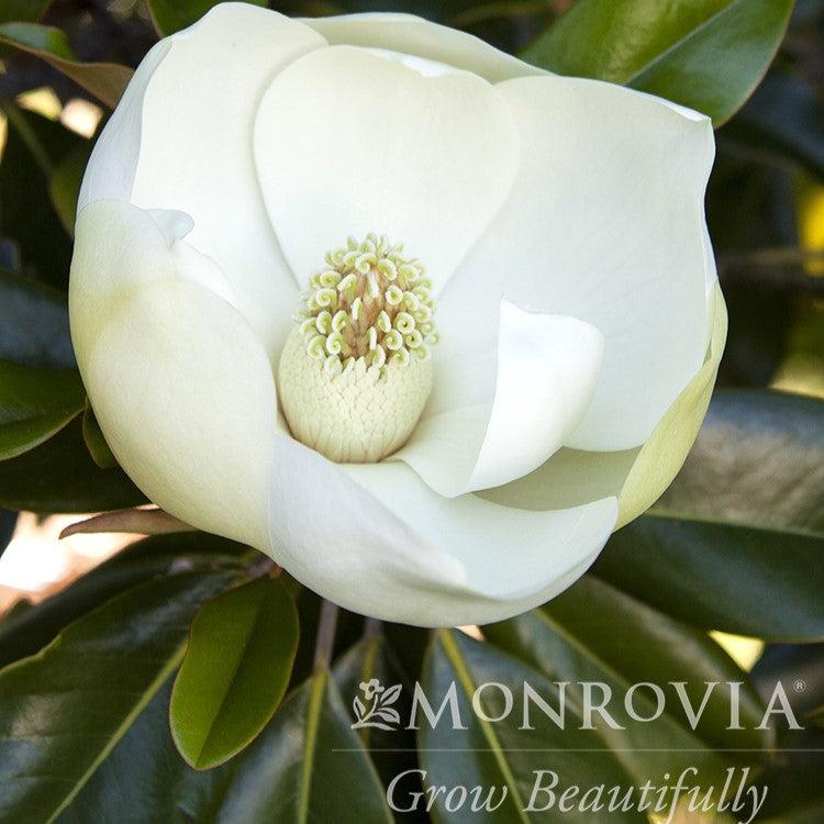 Magnolia grandiflora 'Little Gem' ~ Monrovia® Little Gem Magnolia-ServeScape