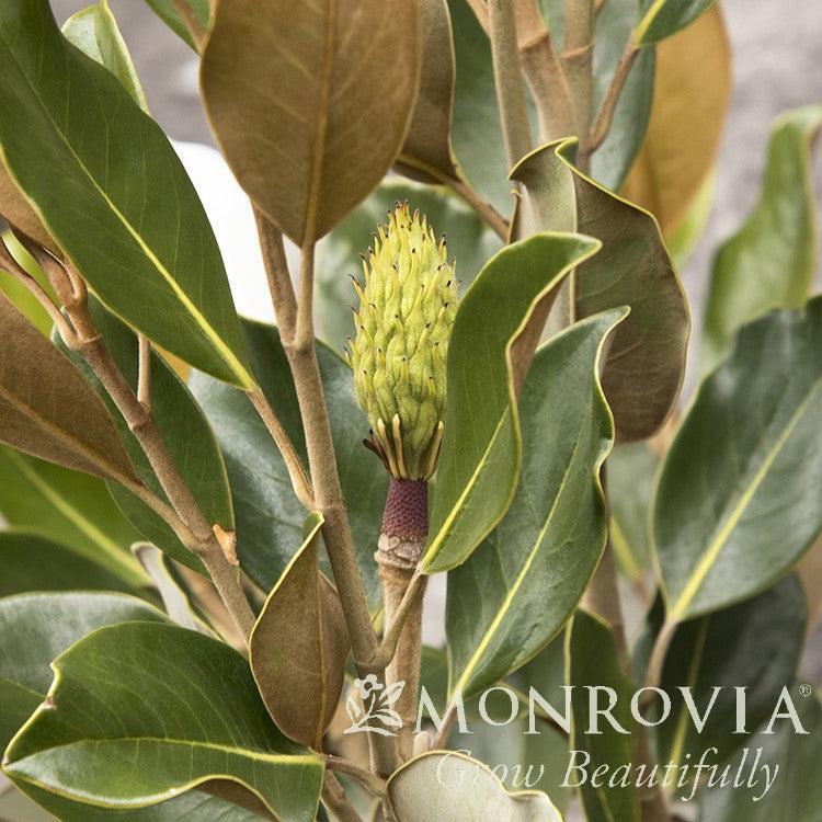 Magnolia grandiflora 'Little Gem' ~ Monrovia® Little Gem Magnolia-ServeScape