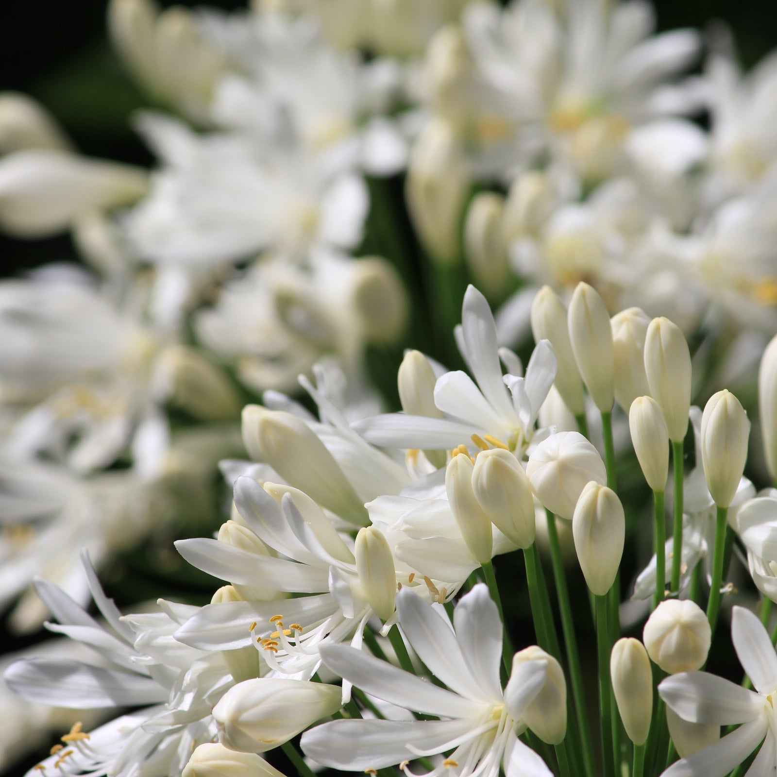 Agapanthus africanus 'Albus' ~ White Agapanthus-ServeScape