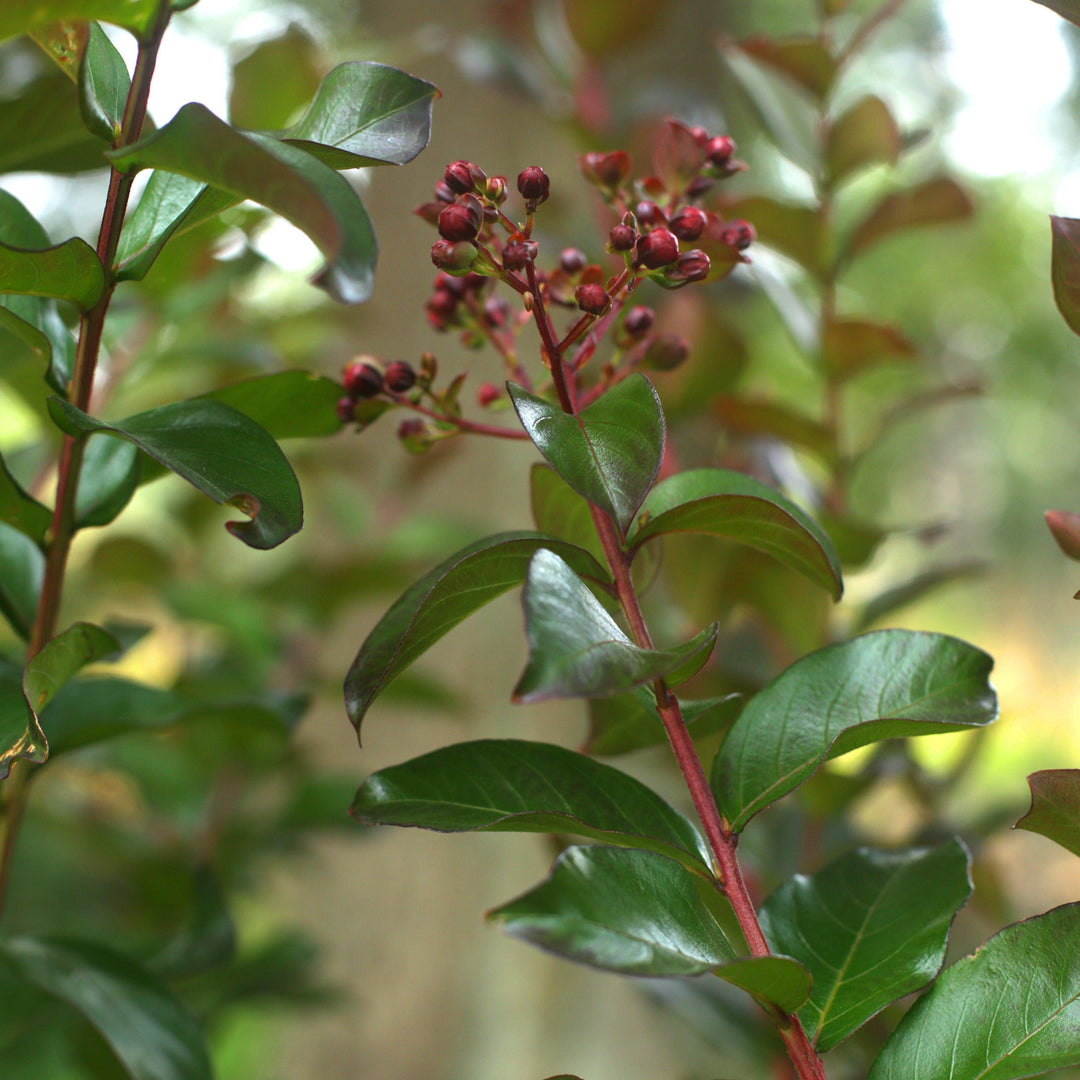 Lagerstroemia x 'JM1' ~ Colorama™ Scarlet Crape Myrtle-ServeScape