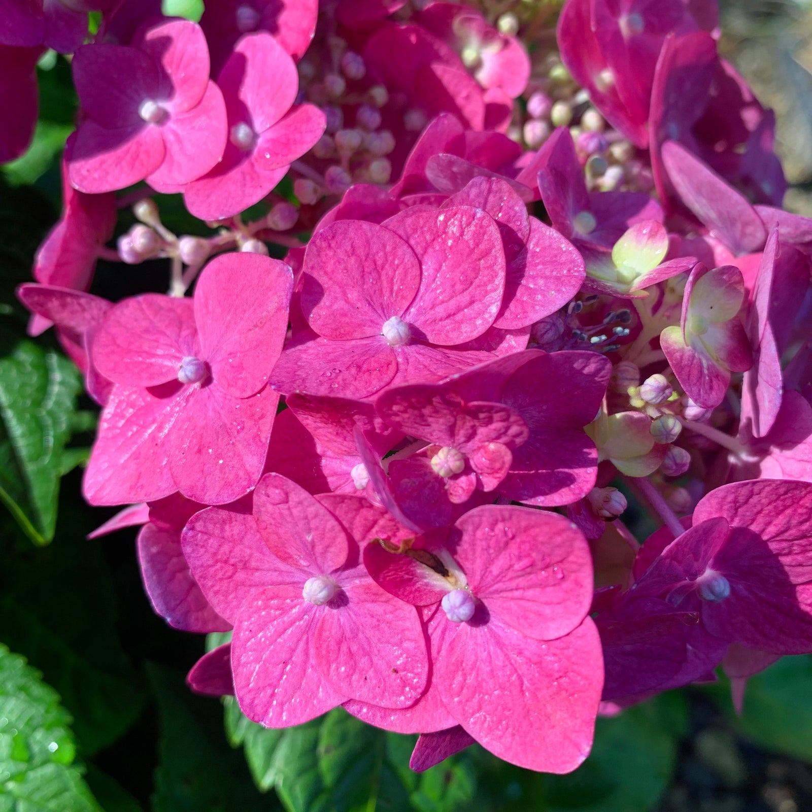Hydrangea macrophylla 'Bailmacfive’ PP30,359 ~ Endless Summer® Summer Crush® Hydrangea-ServeScape