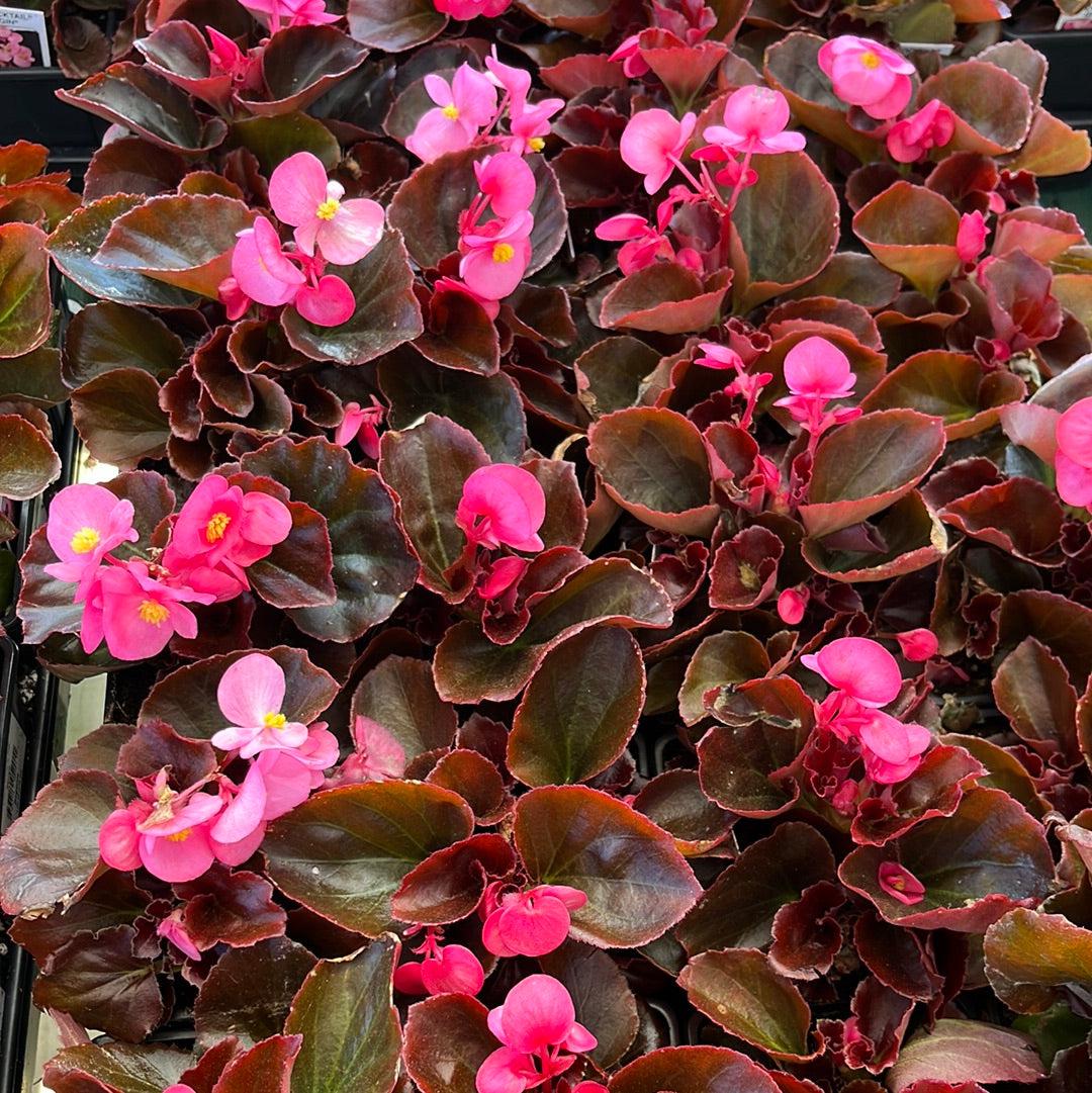 Begonia semperflorens-cultorum 'Cocktail Gin' ~ Cocktail® Gin Wax Begonia-ServeScape