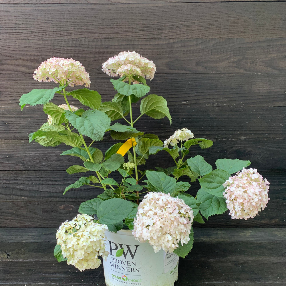 Hydrangea arborescens 'NCHA5' ~ Invincibelle® Wee White Smooth Hydrangea-ServeScape