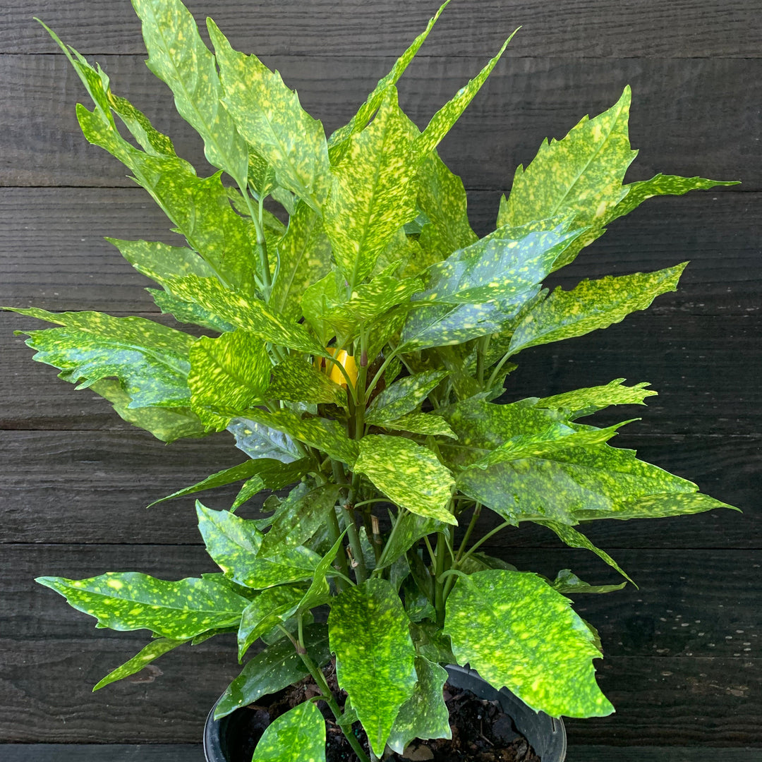 Aucuba japonica 'Variegata' ~ Gold Dust Aucuba, Gold Dust Laurel-ServeScape