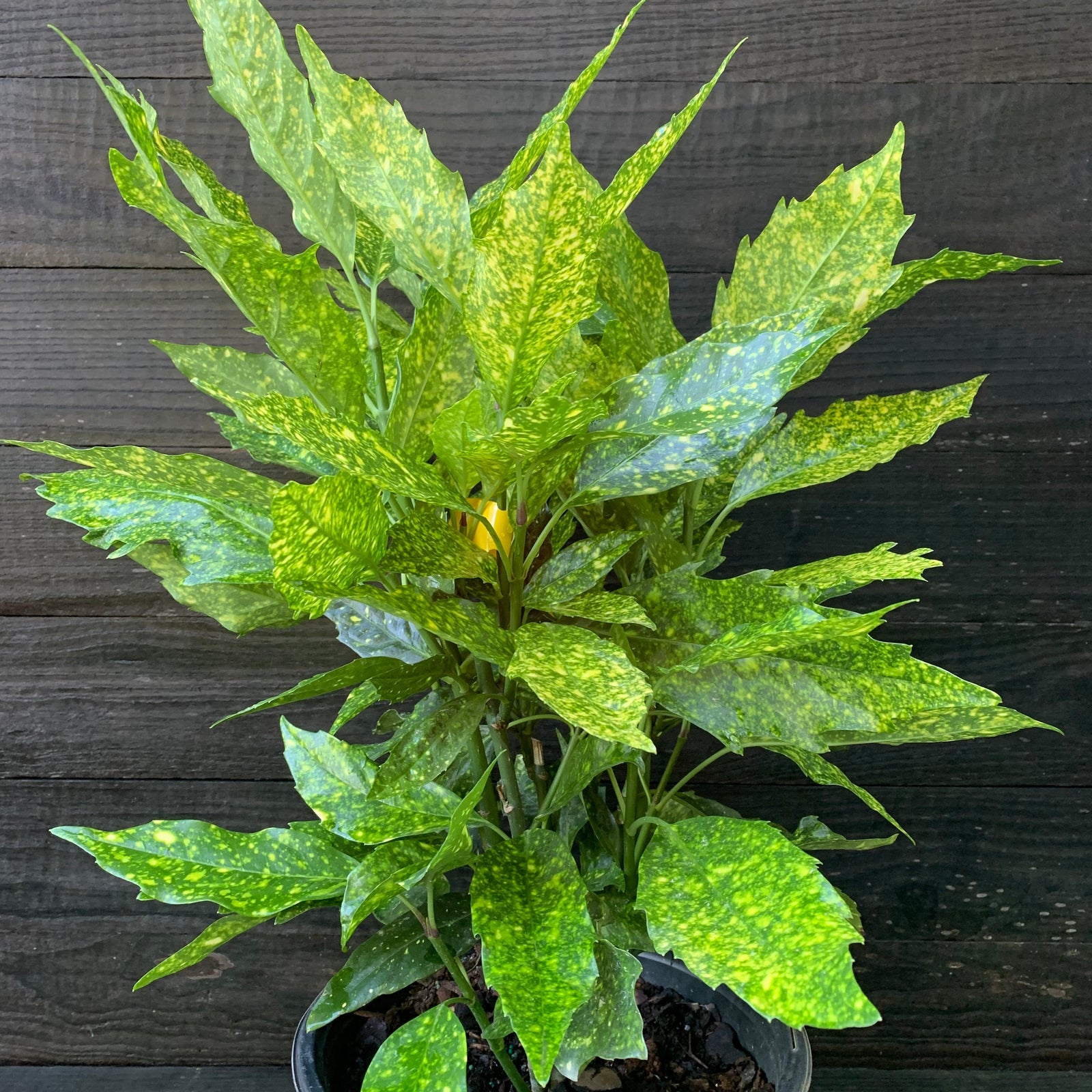 Aucuba japonica 'Variegata' ~ Gold Dust Aucuba, Gold Dust Laurel-ServeScape