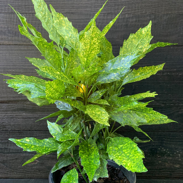 Aucuba japonica 'Variegata' ~ Gold Dust Aucuba, Gold Dust Laurel-ServeScape