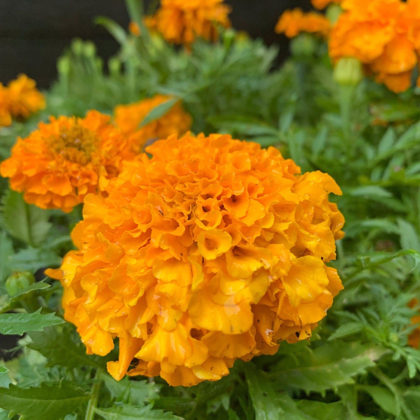 Tagetes erecta 'Antigua Orange' ~ Antigua™ Orange African Marigold-ServeScape