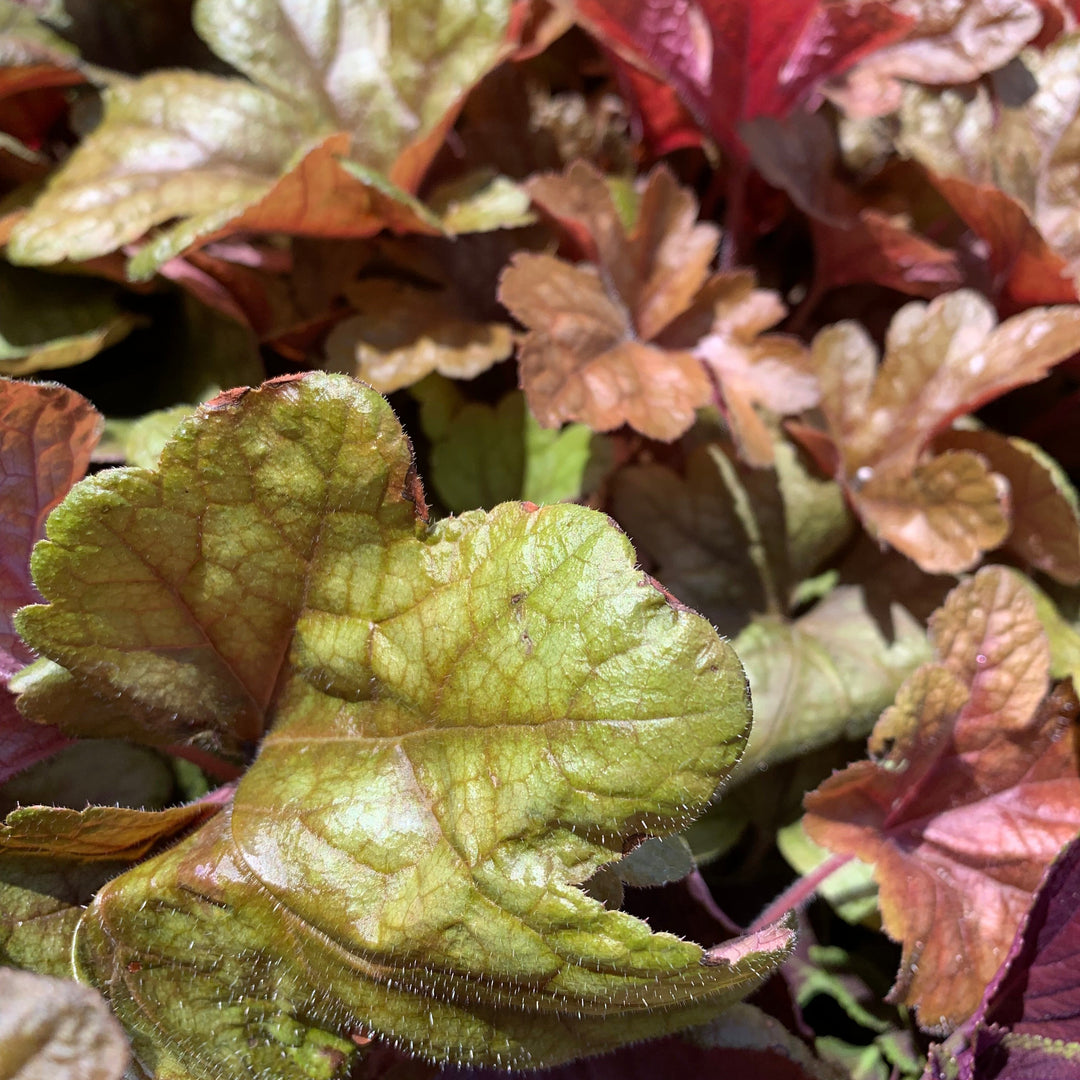 Heucherella 'Buttered Rum' ~ Buttered Rum Foamy Bells-ServeScape