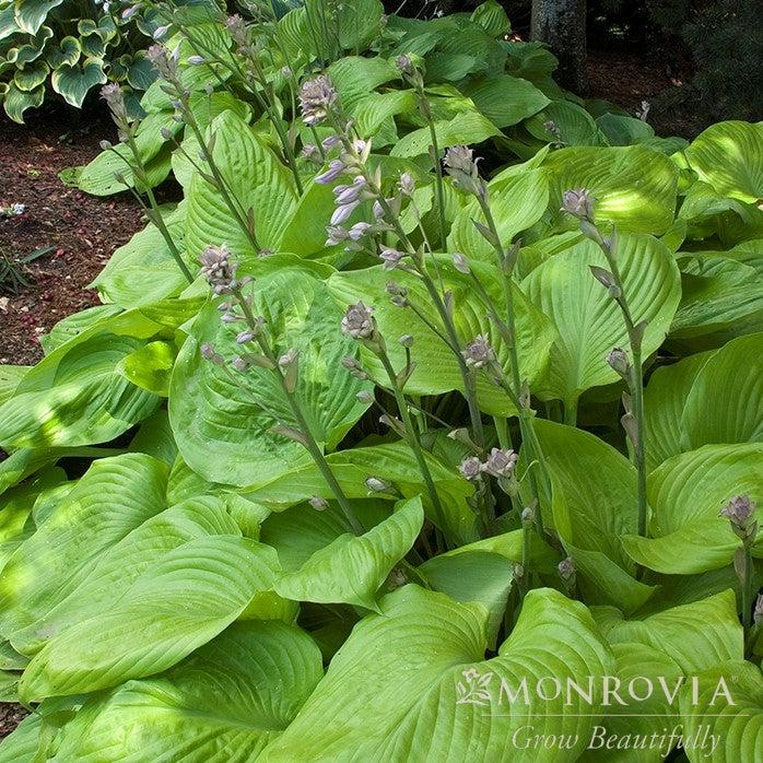 Hosta 'Sum and Substance' ~ Monrovia® Sum and Substance Hosta-ServeScape