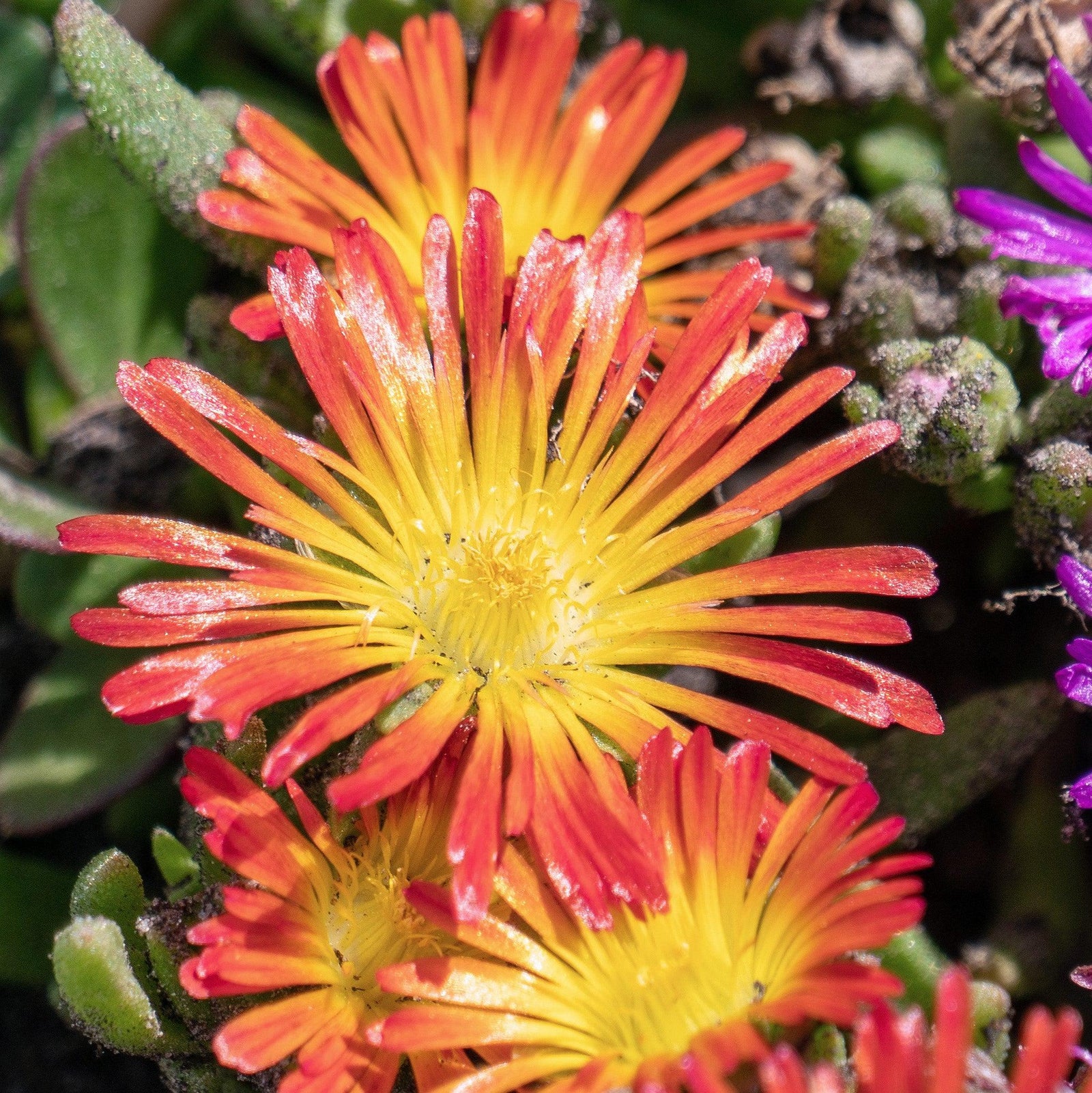 Delosperma cooperi 'Delmara Orange' ~ Monrovia® Delmara™ Orange Ice Plant-ServeScape