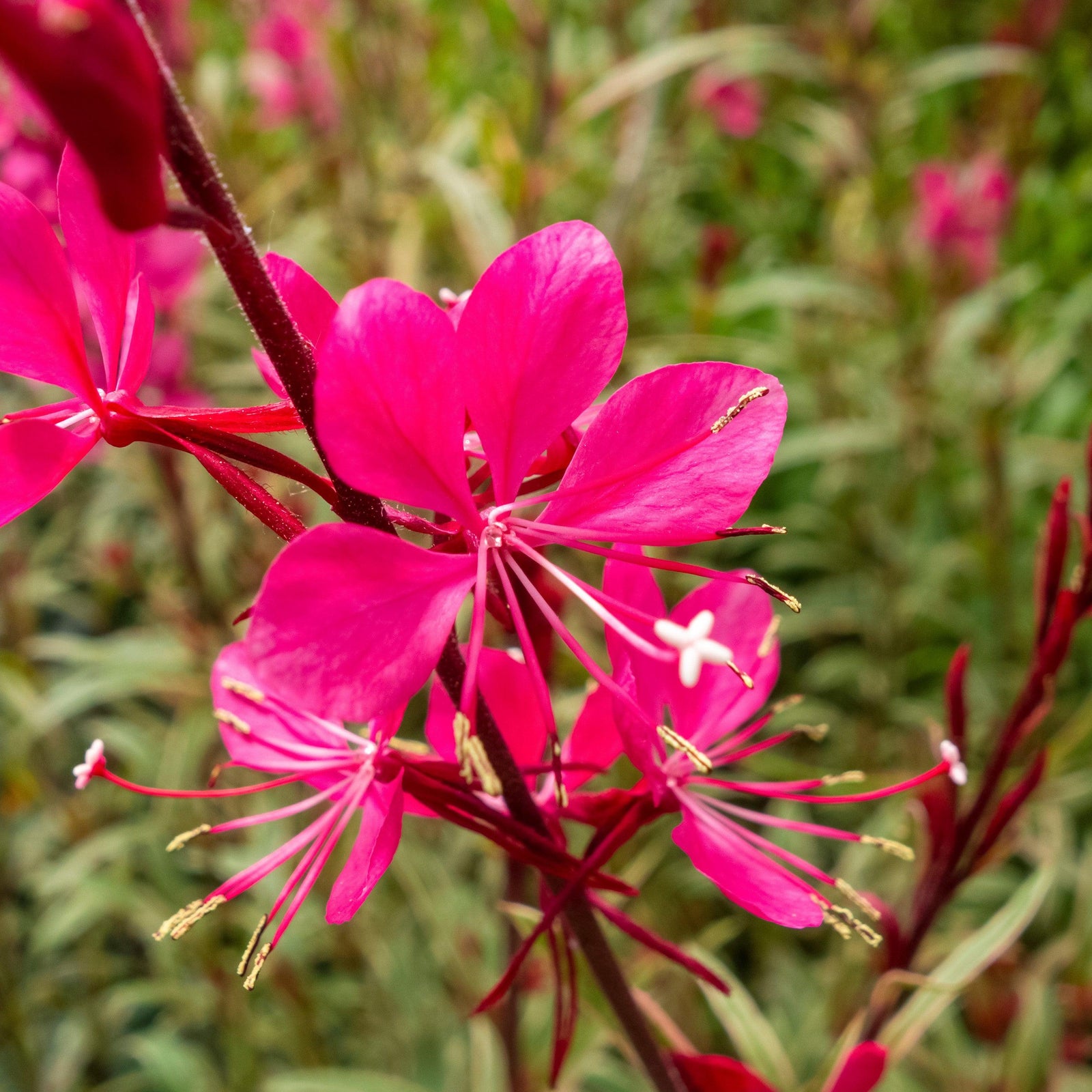 Gaura lindheimeri 'Gambit Variegata Rose' ~ Monrovia® Gambit Variegata Rose Gaura-ServeScape