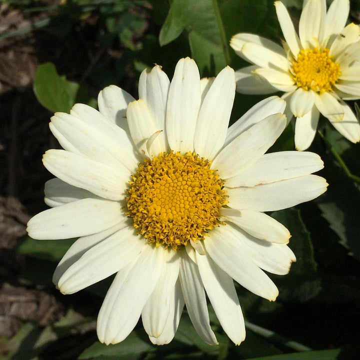 Leucanthemum maximum 'Western Star Gemini' ~ Monrovia® Western Star™ Gemini Shasta Daisy-ServeScape
