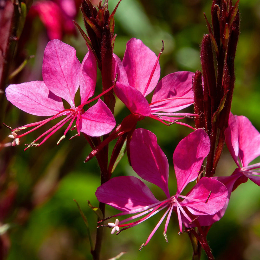Gaura lindheimeri 'Gambit Variegata Rose' ~ Monrovia® Gambit Variegata Rose Gaura-ServeScape
