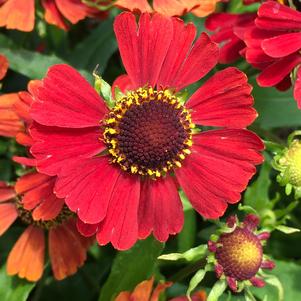 Helenium autumnale 'HayDay Red' ~ Monrovia® HayDay™ Red Sneezeweed-ServeScape
