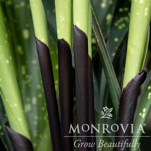 Aspidistra sichuanensis 'Spek-tacular' ~ Monrovia® Spek-tacular Cast Iron Plant-ServeScape