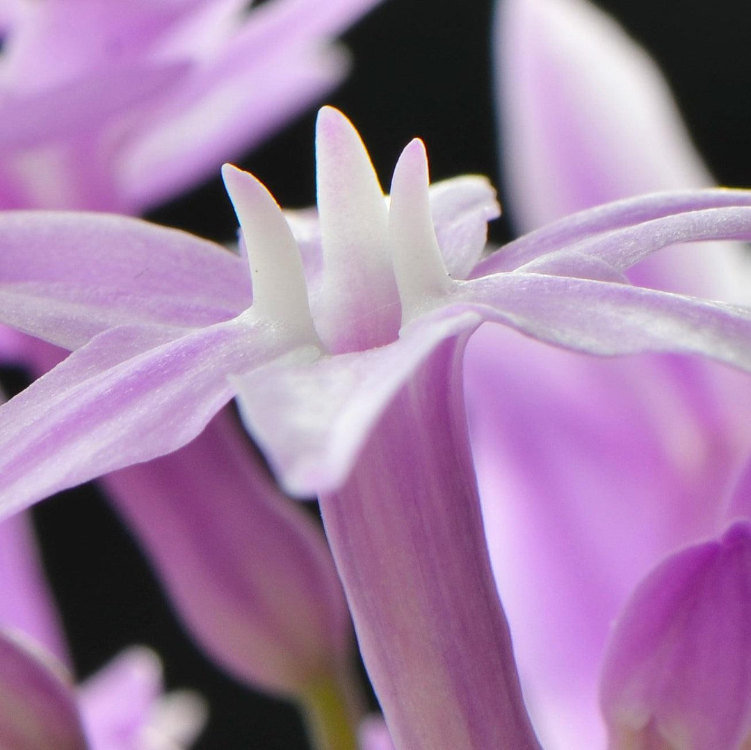 Tulbaghia violacea 'Tricolor' ~ Monrovia® Tri-color Society Garlic-ServeScape