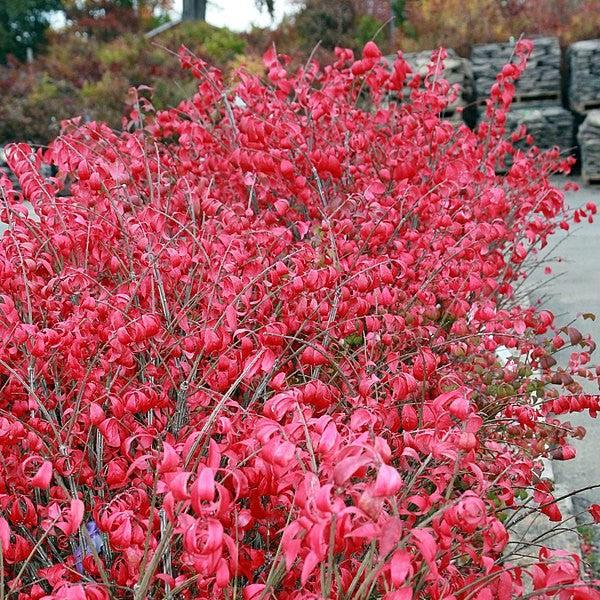 Euonymus alatus 'Compacta' ~ Compact Burning Bush-ServeScape