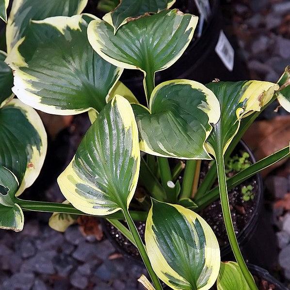 Hosta 'Twilight' ~ Twilight Hosta-ServeScape