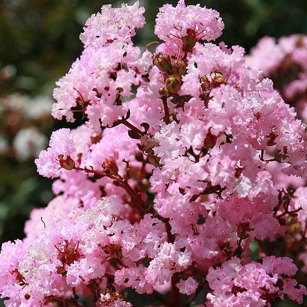 Lagerstroemia 'Whit VIII' ~ Play It Again® Rhapsody in Pink® Crape Myrtle-ServeScape