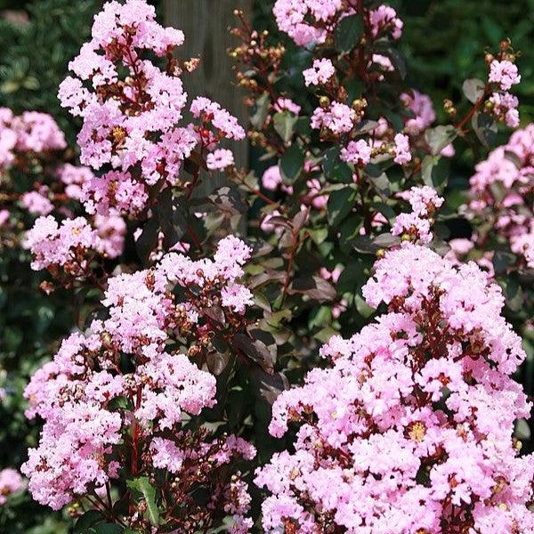 Lagerstroemia 'Whit VIII' ~ Play It Again® Rhapsody in Pink® Crape Myrtle-ServeScape
