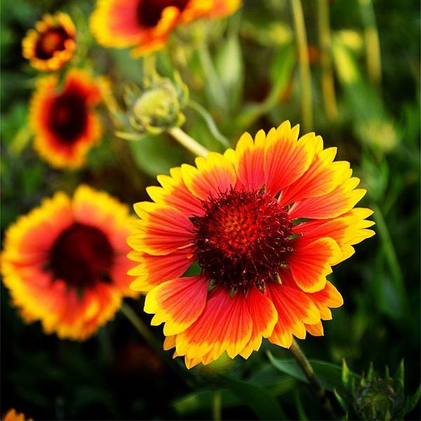 Gaillardia aristata 'Spintop Orange Halo' ~ Spintop™ Orange Halo Blanket Flower-ServeScape