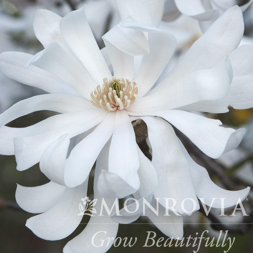 Magnolia stellata 'Royal Star' ~ Royal Star Magnolia-ServeScape
