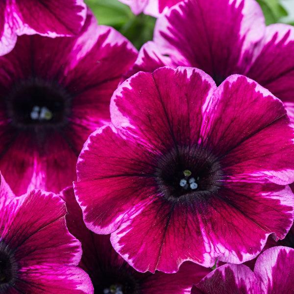 Petunia hybrid 'Wespecraulvi’ ~ Crazytunia® Ultra Violet Petunia-ServeScape