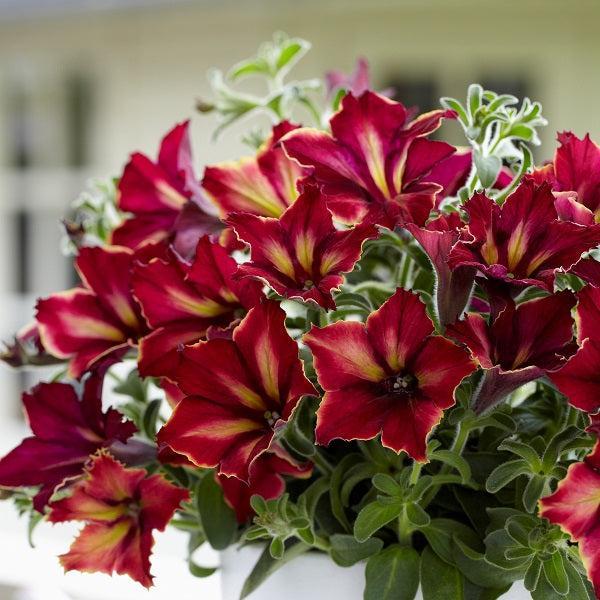 Petunia hybrid 'Crazytunia Mandeville’ ~ Crazytunia® Mandeville Petunia-ServeScape