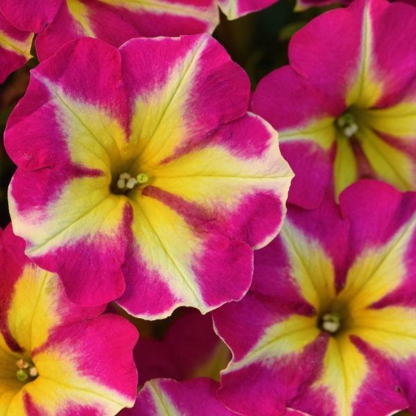 Petunia hybrid 'Crazytunia Pink Flamingo’ ~ Crazytunia® Pink Flamingo Petunia-ServeScape
