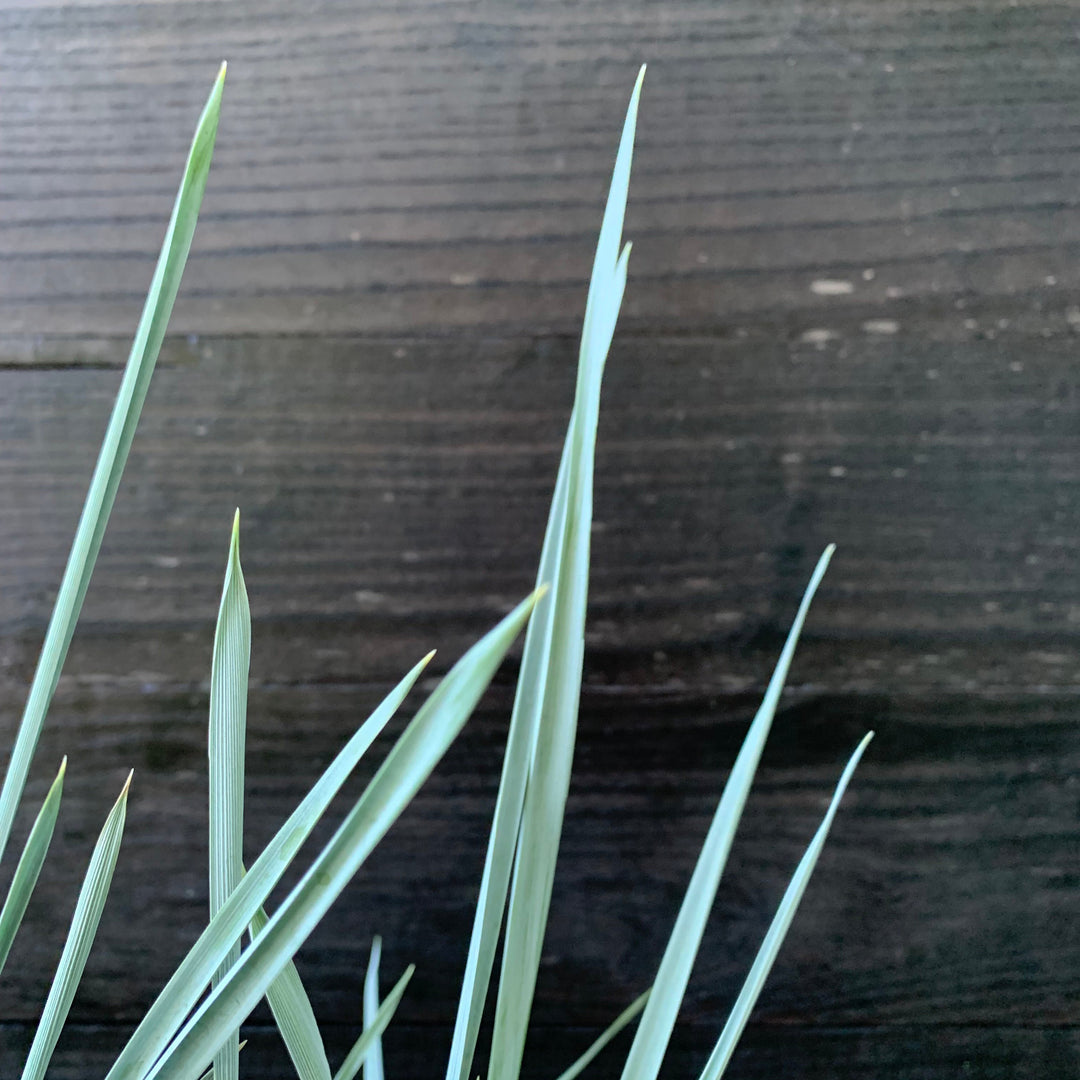 Leymus arenarius 'Blue Dune' ~ Blue Dune Lyme Grass-ServeScape