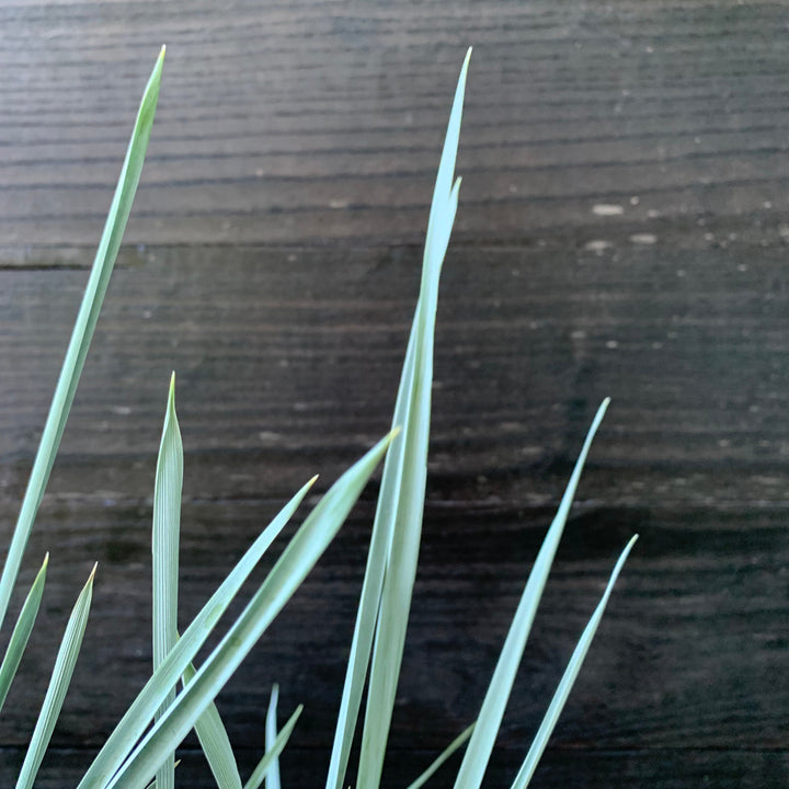 Leymus arenarius 'Blue Dune' ~ Blue Dune Lyme Grass-ServeScape