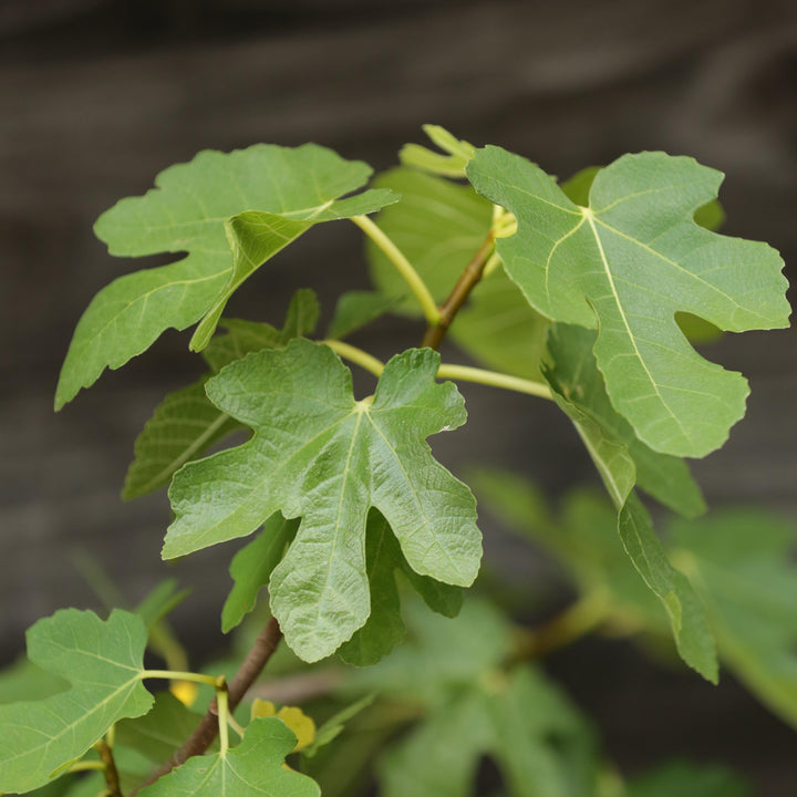 Ficus carica 'Magnolia' ~ Magnolia Fig-ServeScape