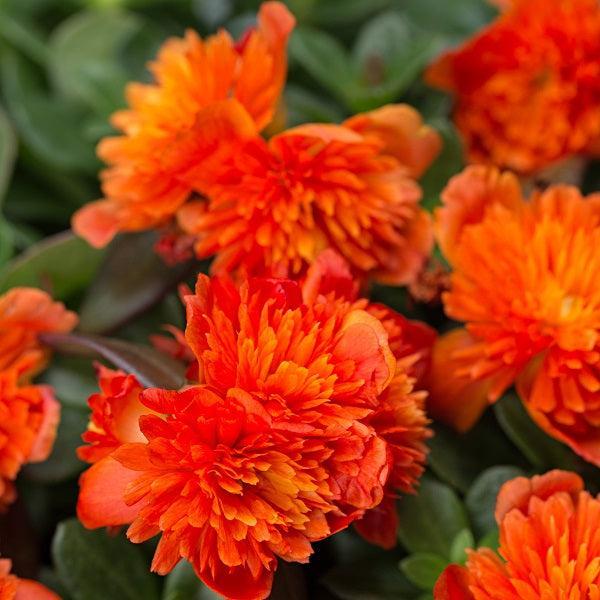 Portulaca oleracea 'ColorBlast Double Scarlet' ~ ColorBalast™ Double Scarlet Purslane-ServeScape
