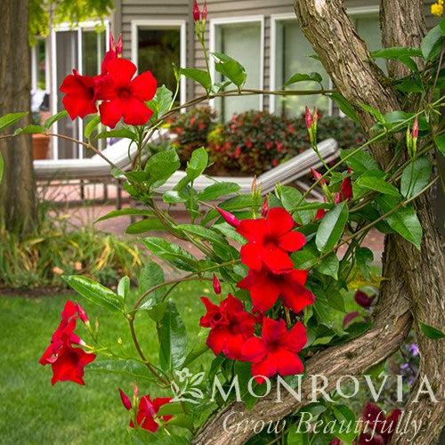 Mandevilla x 'Sunmandecrikin' PP #17,736 ~ Monrovia® Sun Parasol® Giant Crimson Mandevilla-ServeScape
