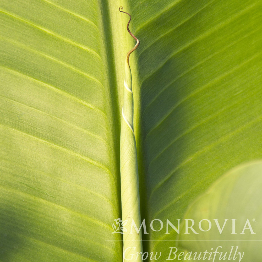 Musa basjoo ~ Monrovia® Hardy Banana-ServeScape