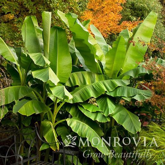 Musa basjoo ~ Monrovia® Hardy Banana-ServeScape