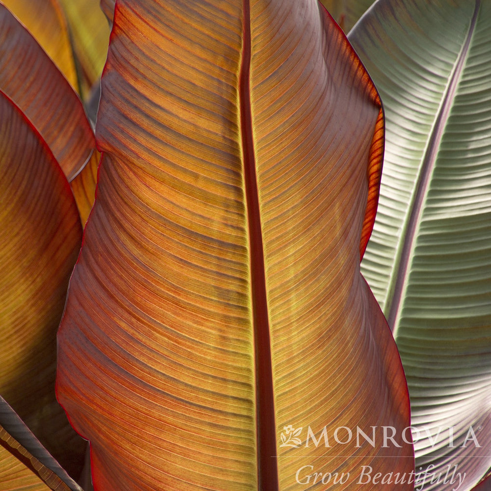 Ensete ventricosum 'Maurelii' ~ Monrovia® Red Banana-ServeScape