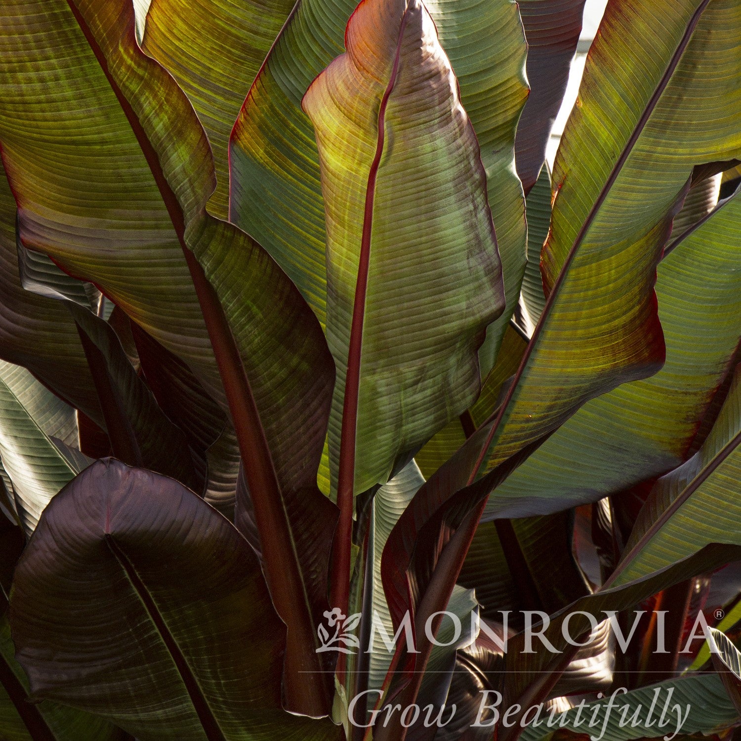 Ensete ventricosum 'Maurelii' ~ Monrovia® Red Banana-ServeScape