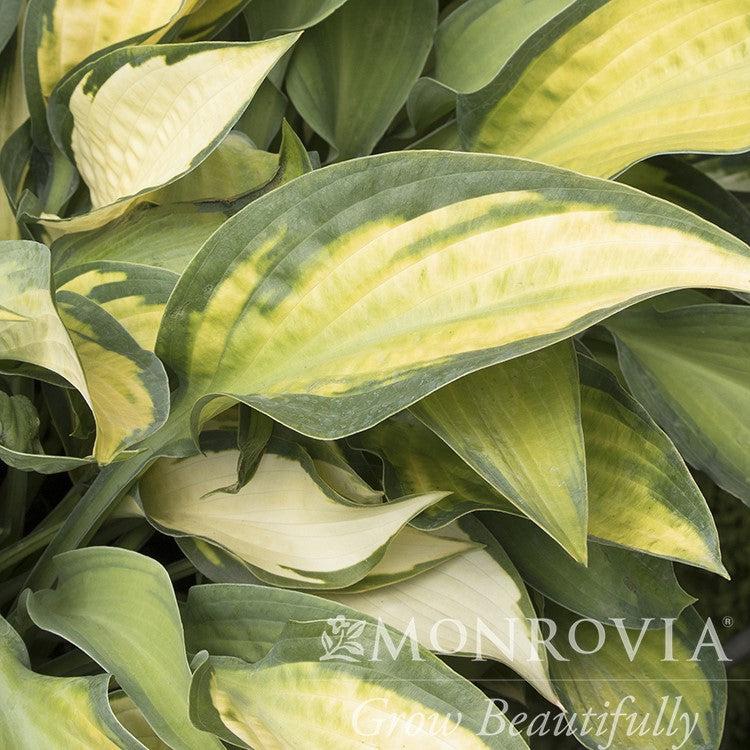Hosta x 'Paul's Glory' ~ Monrovia® Paul's Glory Hosta-ServeScape