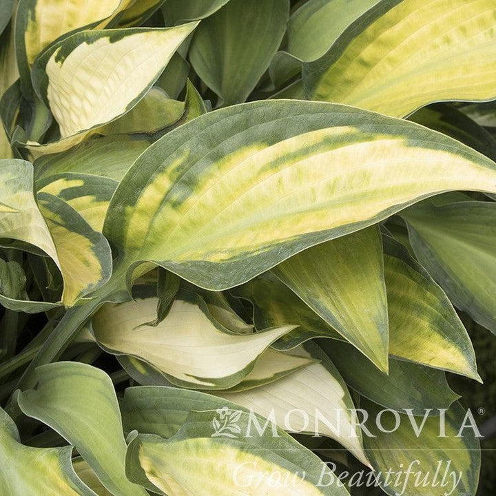 Hosta x 'Paul's Glory' ~ Monrovia® Paul's Glory Hosta-ServeScape