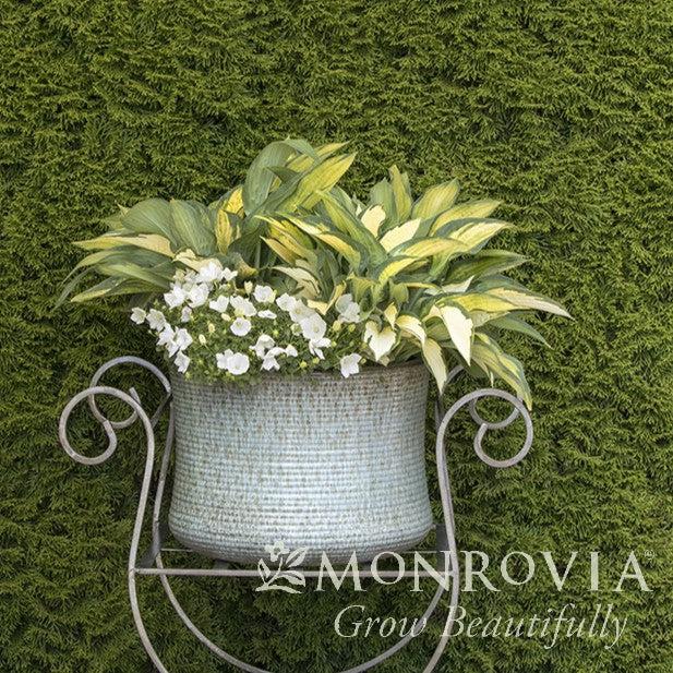 Hosta x 'Paul's Glory' ~ Monrovia® Paul's Glory Hosta-ServeScape