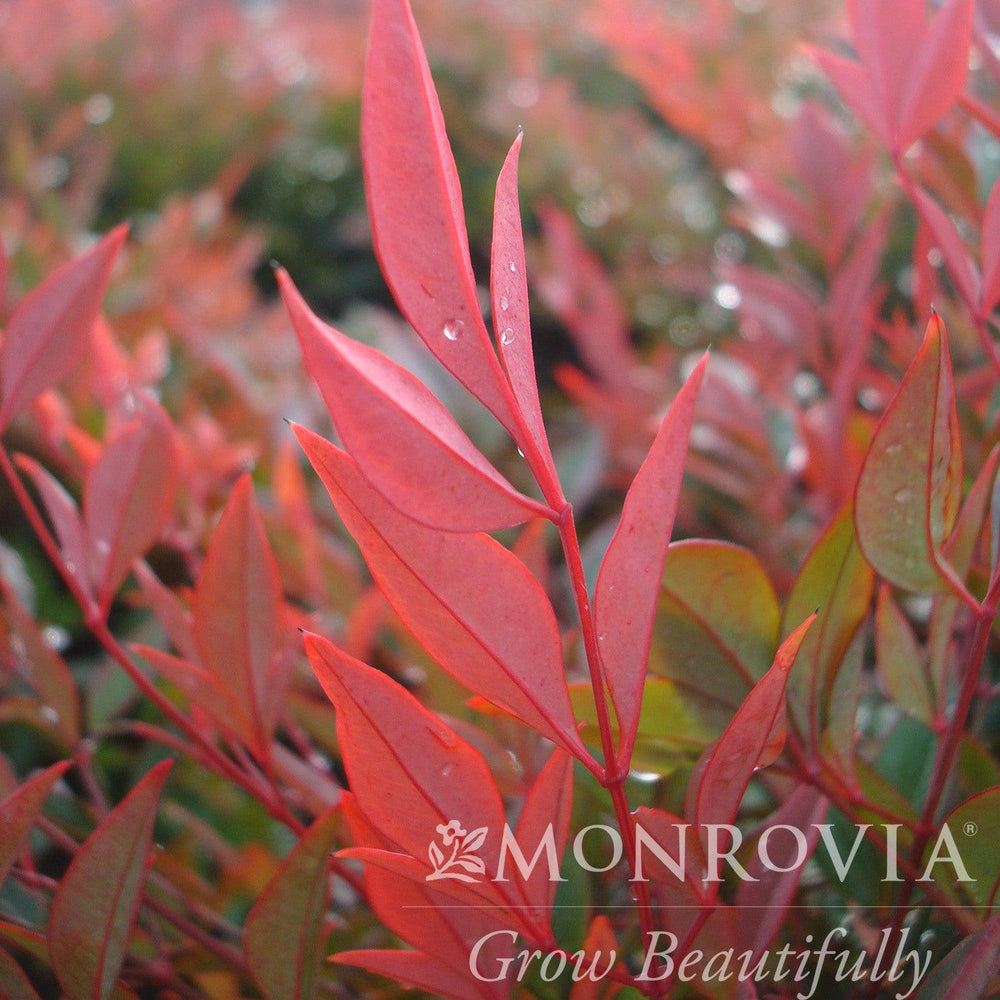 Nandina domestica 'Gulf Stream' ~ Monrovia® Gulf Stream Heavenly Bamboo-ServeScape