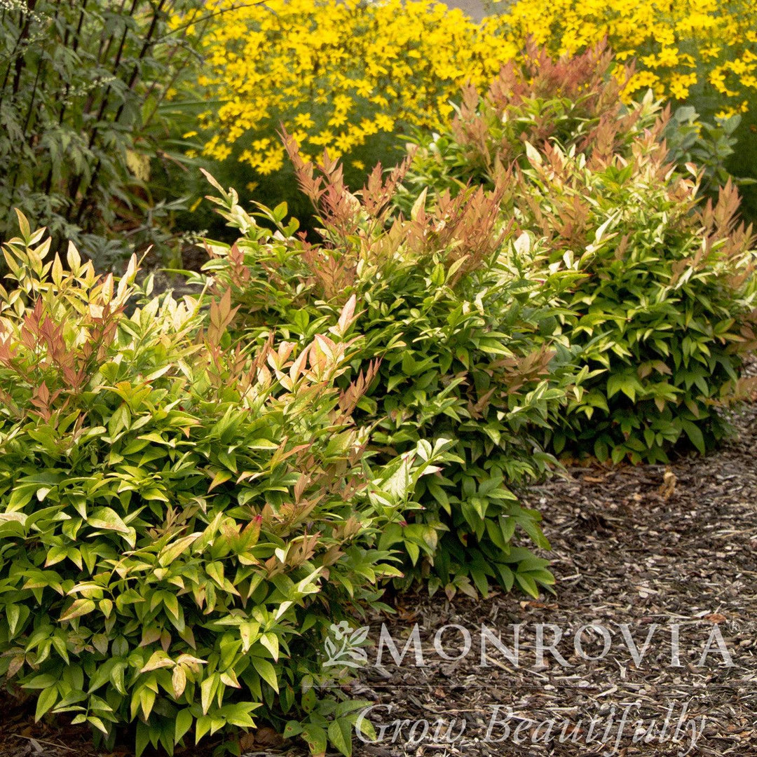 Nandina domestica 'Gulf Stream' ~ Monrovia® Gulf Stream Heavenly Bamboo-ServeScape